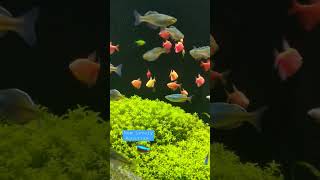 boesemani rainbow fish tetrafish aquariumfish rainbowfish plantedaquarium [upl. by Arimay]