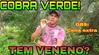 COBRA VERDE TEM VENENO Apresentando a  philodryas olfersii [upl. by Odlaw]