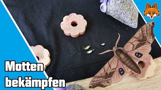 Kleidermotten bekämpfen  SO klappt es 🦋❌ [upl. by Josephine]