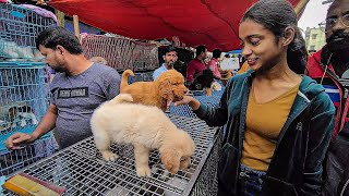 Cheap Price Dog In Kolkata  Gallif Street Pet Market Kolkata  Recent Dog Puppy Price Update  Dogs [upl. by Ingold]