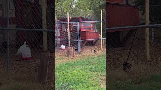 Chicken Coop Project is Done Improved backyardchickens homesteading homestead chickens [upl. by Mercuri]