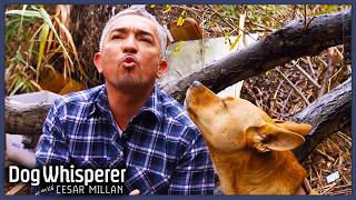 2 Hours Of Dog Whisperer With Cesar Millan Full Episodes Season 9  Compilation [upl. by Hurwitz]