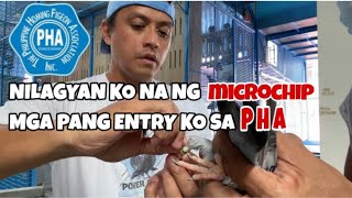 NILAGYAN KO NA NG MICROCHIP MGA PANG ENTRY KO SA PHA Reggie Cruz Loft amp Aviary reggiecruzloft [upl. by Dis403]