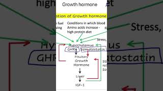 Growth hormone  endocrine system physiology MBBS 1st year [upl. by Bertram]