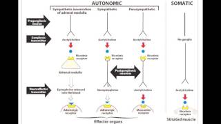 Toxicology Revision part 1 Dr Ahmed Elshatory MD Clinical Toxicology [upl. by Tully]