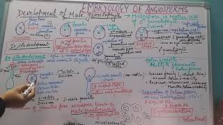 Development of Microgametophyte [upl. by Nodgnal]