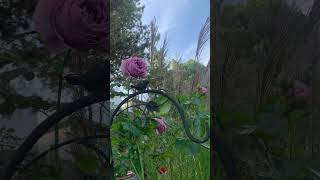 Quicksilver  rose  Relaxing  Calm  Healing garden My pets my garden catsgarden shorts [upl. by Nnagrom]