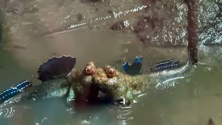 Mudskippers fighting in slow motion [upl. by Ljoka]