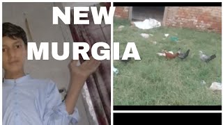 NEW MURGIA LI OR VLOG BNAYA [upl. by Wei]