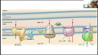 Oxidative Phosporylation 1 [upl. by Reis323]