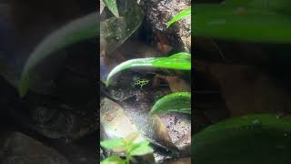 Ranitomeya variabilis ‘Southern’ eating [upl. by Gnilrets703]