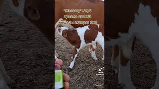 Treatment of diarrhea in calves [upl. by Anigger]