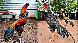 Beautiful chicken collection of india 😍 [upl. by Inaniel]