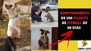 COMO ADESTRAR UM CACHORRO FILHOTE DE PIT BULL [upl. by Fai]