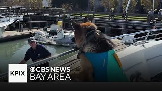 SF whalewatching business credits dog with bring more customers [upl. by Lamag776]