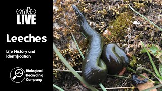 Leeches Life History and Identification [upl. by Ardell]