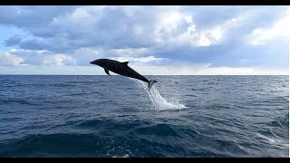 Delfines saltando en Luanco Asturias [upl. by Ajiram]