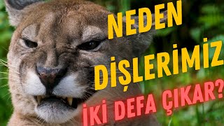 Neden Dişlerimiz Sadece İki Defa Çıkar [upl. by Elazaro888]