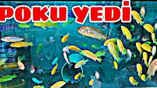 AKVARYUM BOKU YEDİ😂😂 [upl. by Sklar]