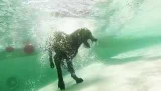 GoPro Underwater Dog Park Fun [upl. by Airdnekal]