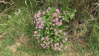 Wildflowers  Panther Creek State Park [upl. by Esdras]