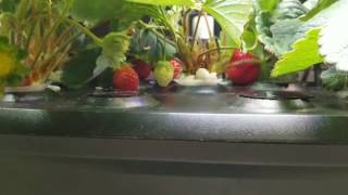 AeroGarden Strawberry Grow Success Tips and Tricks Lessons Learned [upl. by Lyrahs]