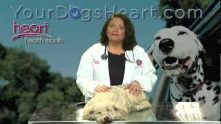 Is your dog at risk or suffering from heart disease with Veterinarian Dr Teresa DeFrancesco [upl. by Enelloc]