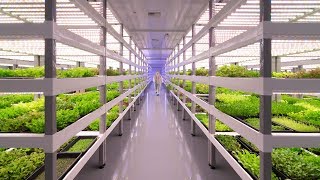 Growing Up How Vertical Farming Works [upl. by Jarietta]