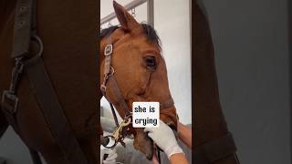 Seeing horse crying for the first time foryou horse hoof [upl. by Sirod]