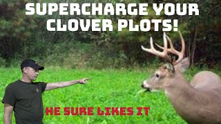 How to enhance your clover food plot [upl. by Leaper]