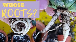 HOW TO REPOT SUCCULENTS FROM STORE  Repotting Succulents From Store  Haworthia Plant Care  REPOT [upl. by Lough]