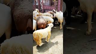 Ma Dumba Goat Farm shortsfeedDumbafarmviralvideo [upl. by Sile807]