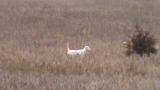 English Setter Training  Berg Brothers Setters 14 week old pup [upl. by Schaffer]