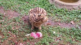 serval cat eating its chicken lunch [upl. by Trudnak]