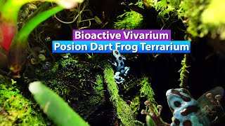 Bioactive Poison Dart Frog Vivarium  Jungle Rainforest Terrarium [upl. by Audsley]