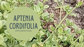 APTENIA Cordifolia Rocío🌿🌿 [upl. by Antons]