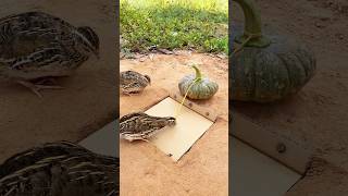 Amazing Unique Bird Trap  Quail Trap shorts [upl. by Karel890]