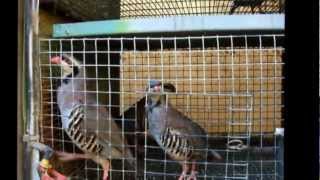 Breeding Partridges amp Quails [upl. by Irrot]