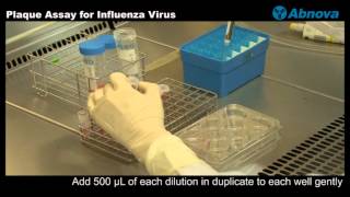 Plaque Assay for Influenza Virus [upl. by Aliwt]