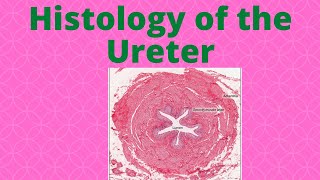 Histology of the ureter [upl. by Cirdor]