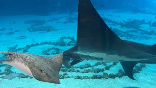 Tallulah and Blue The Atlantic Manta Rays Leopard Whipray [upl. by Eadmund288]