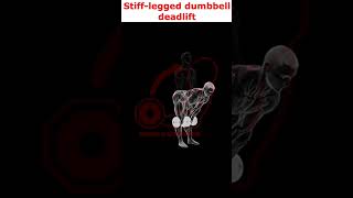 THE BEST WAY TO DO Stiffleg Dumbbell Deadlift Workout [upl. by Alard107]