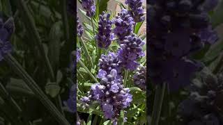 English Lavender🪻Lavandula Angustifolia [upl. by Keen]