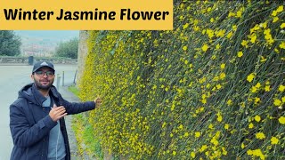 All about Jasminum nudiflorum or Winter Jasmine  How to take care of Jasminum nudiflorum [upl. by Alomeda3]