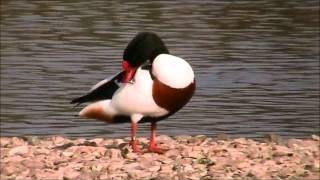 Common Shelduck [upl. by Tacklind]