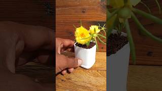 Lets grow Portulaca in waste bottle garden ideas garden shortvideo viralvideo [upl. by Rellim373]