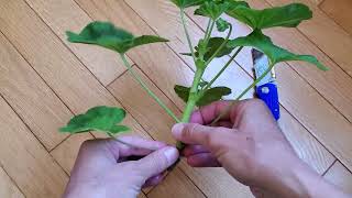 How to PROPAGATE PELARGONIUMS from Cuttings [upl. by Martelle]