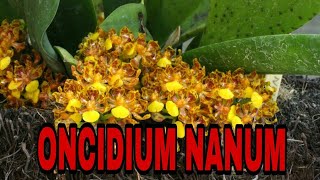 Replante Usando Apenas pó de Xaxim  Oncidium NANUM [upl. by Llerad912]