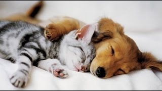 Top 10 Cats and Dogs best friends [upl. by Fosque955]