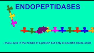 DIGESTIVE SYSTEM PROTEIN DIGESTION [upl. by Sower]